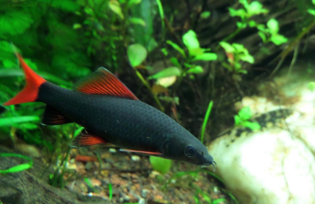 красная аквариумная рыбка название