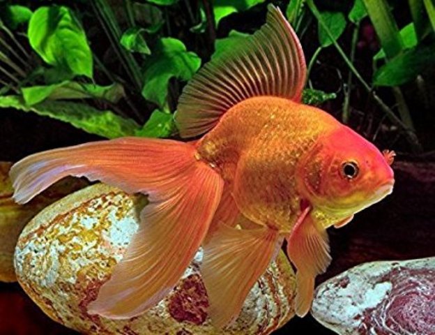 аквариумные рыбки красного цвета