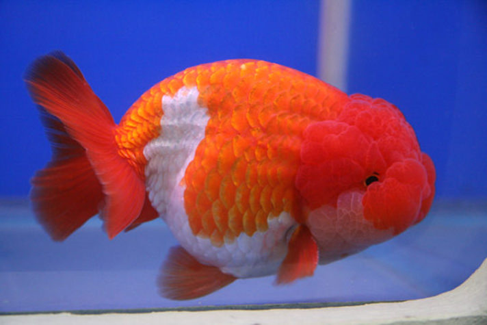 аквариумная рыбка черная с красным хвостом