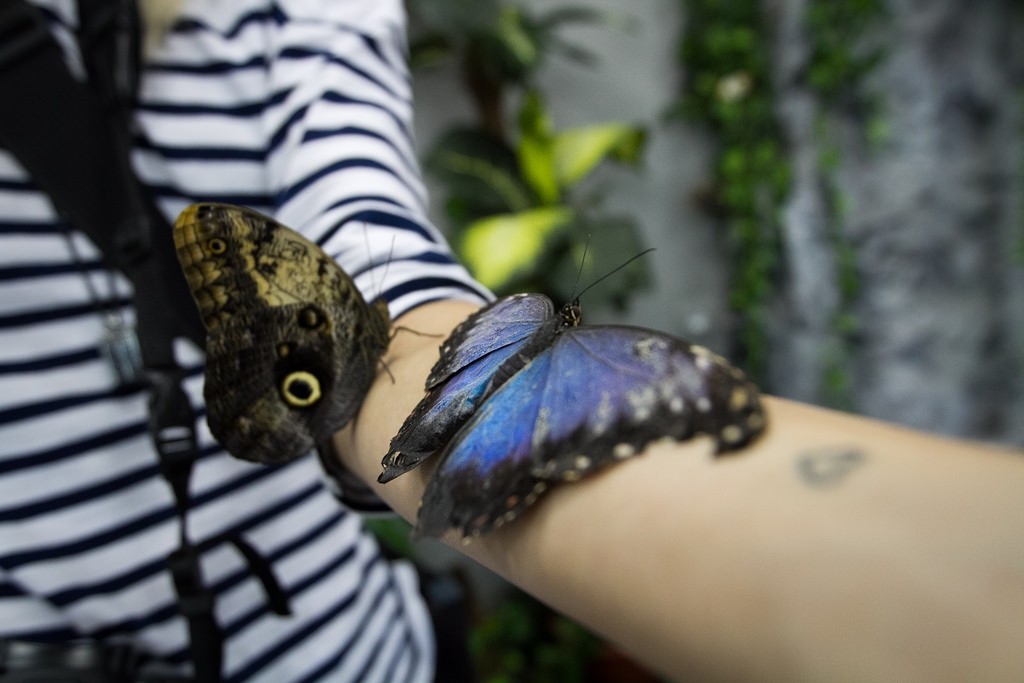 Выставка бабочек и пауков тула рио. Парк тропических бабочек. Парк тропических бабочек в Новосибирске. Парк живых бабочек Екатеринбург. Выставка тропических бабочек Новосибирск.