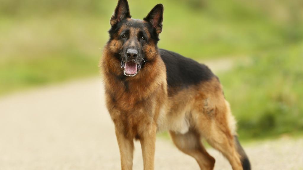 history of the german shepherd