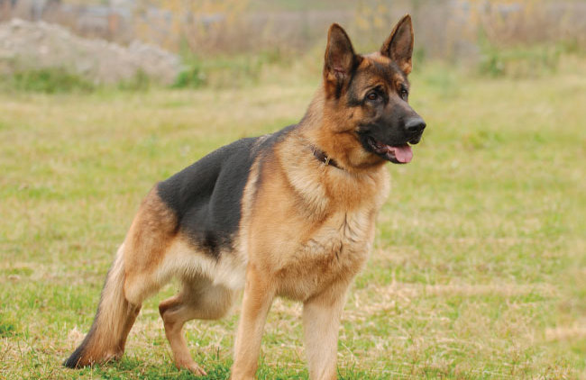 German shepherd breed history