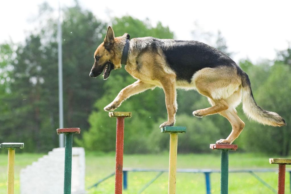 history of the german shepherd