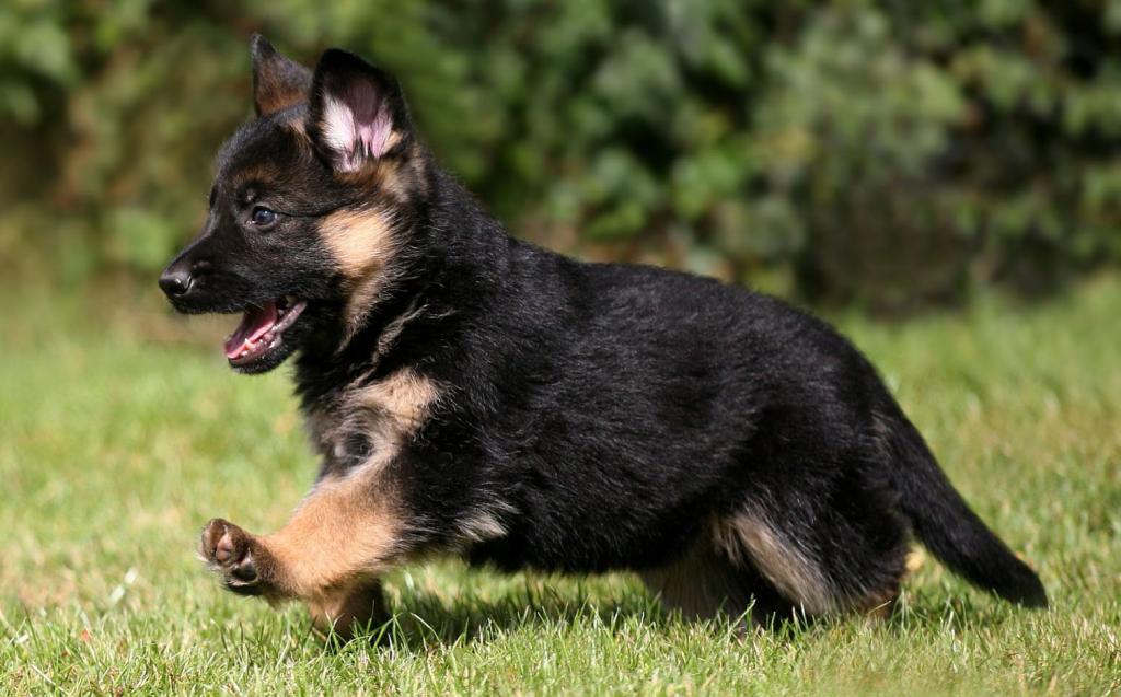 German Shepherd Breeding History