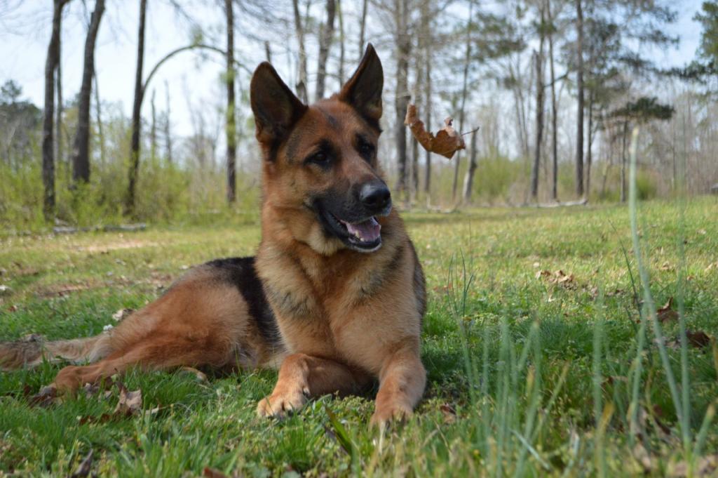 history of the german shepherd