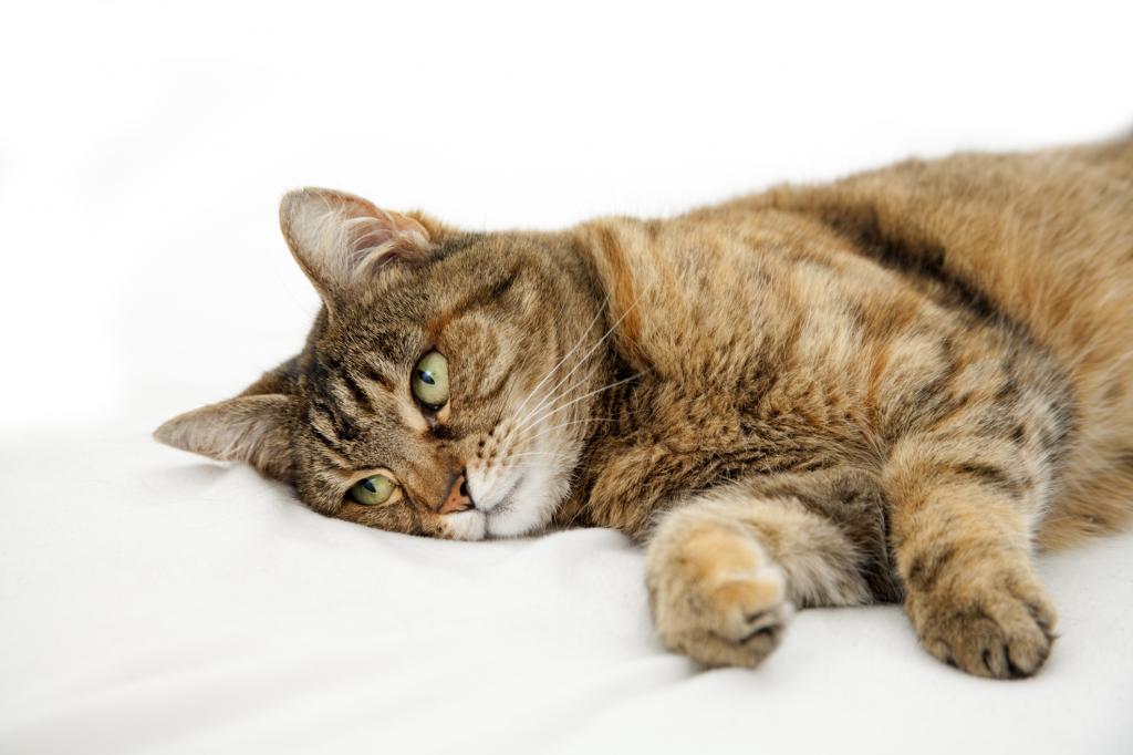 парвовирус у кошек симптомы