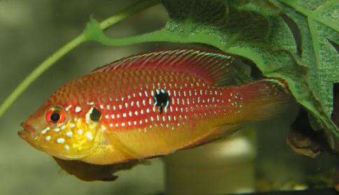 Рыбка хромис красавец
