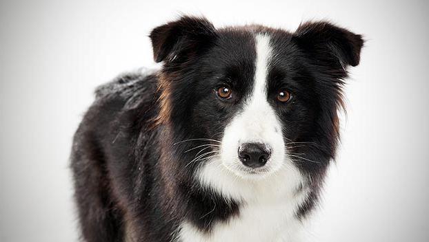 Metis Border Collie