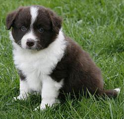 Border Collie puppies