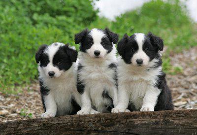 Border collie Price