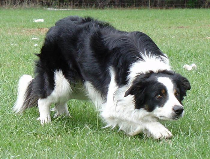 Border Collie, breed description