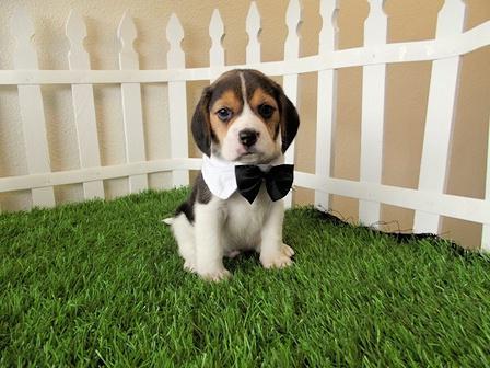 Beagle dog Price