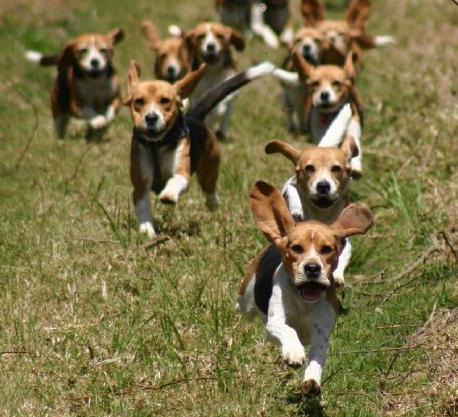 Beagle on the hunt