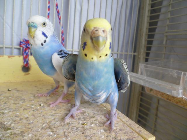 Волнистые попугаи мальчик или девочка