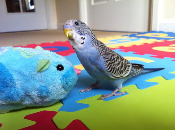 Talking budgerigars