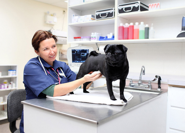 бизнес план ветеринарной клиники