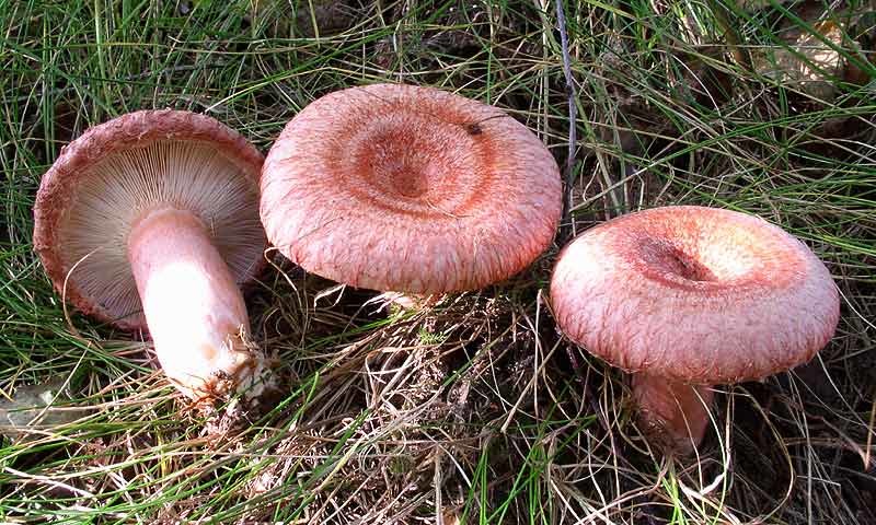 Волнушка розовая - один из самых красивых грибов нашего леса.