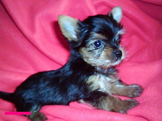 Small pocket breed dogs