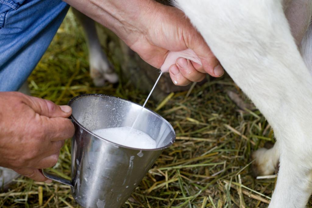 коза сколько дает молока