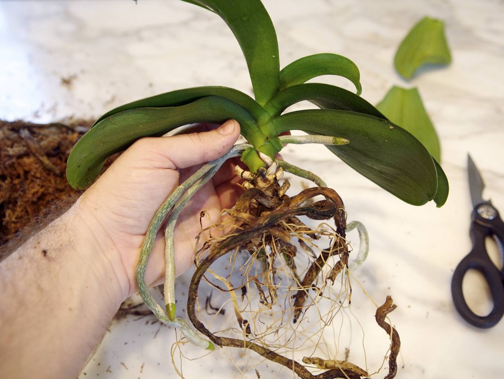 можно ли обрезать корни у орхидеи 