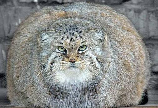 The thickest cats in the world