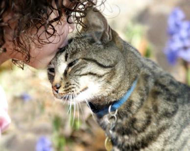 The most affectionate cats