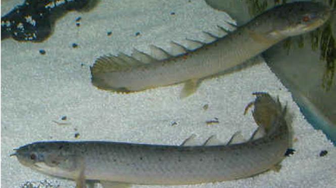 аквариумные рыбки полиптерус сенегальский