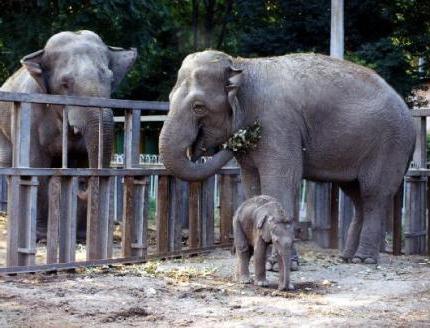калининградский зоопарк фото
