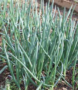 spring onion