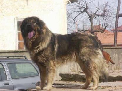 собака кавказская овчарка