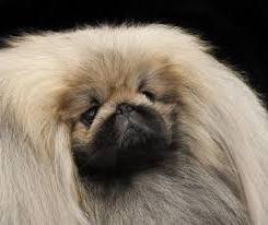 Pekingese character Pekingese care