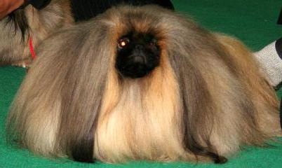 Pekingese character Pekingese