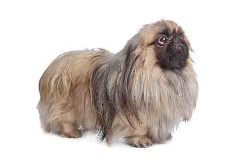 Pekingese care contents