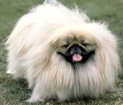 Pekingese care and maintenance