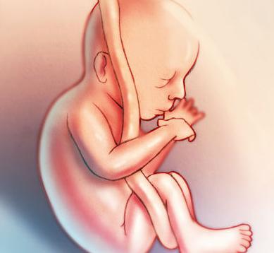 беременность зачатие 