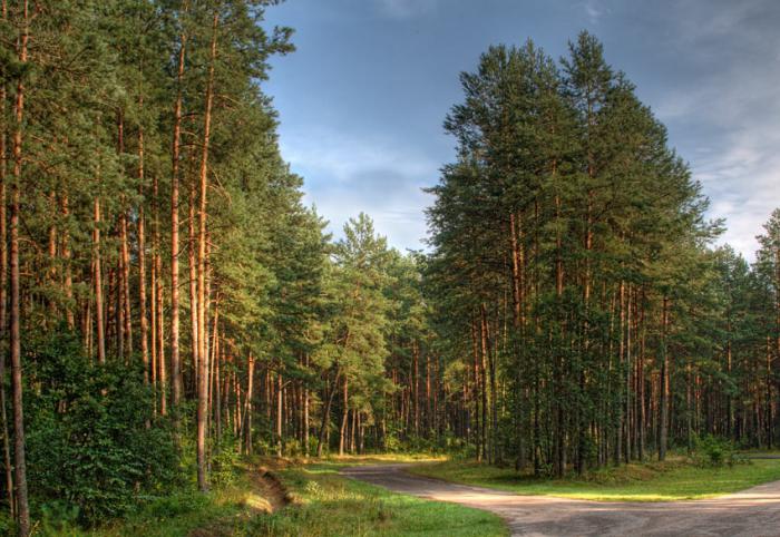 Фото нудистов в сосновом бору