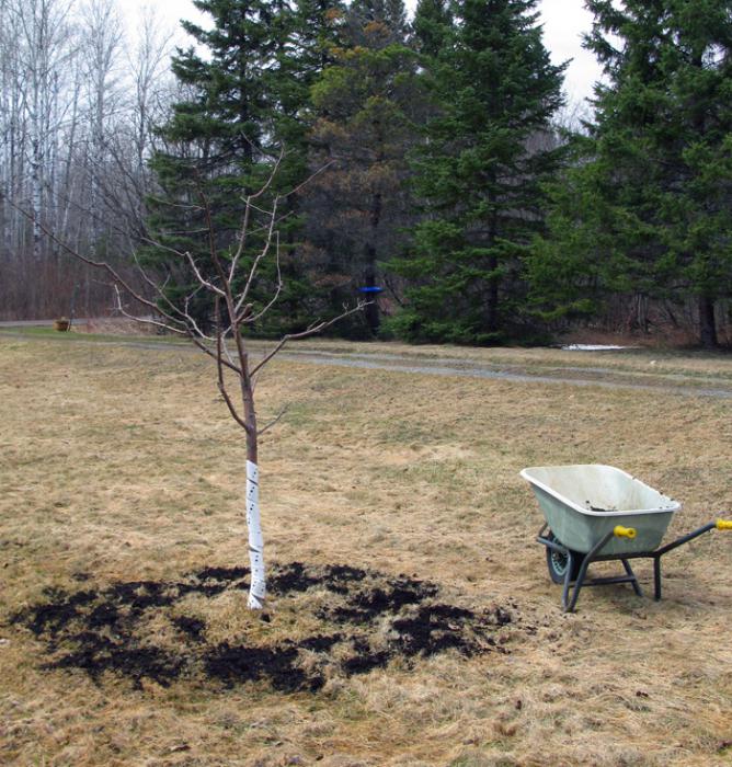 processing and top dressing of fruit trees in spring