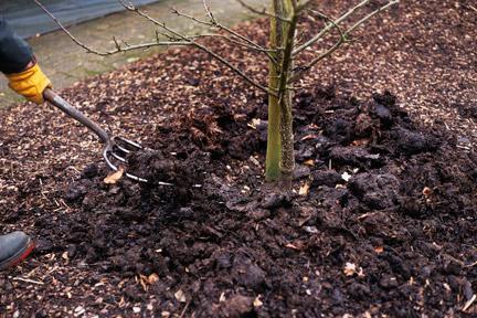 top dressing of trees in the spring fertilizing fruit trees