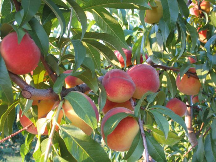 what fertilizers for fruit trees need to be applied