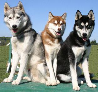 husky-like dog breed