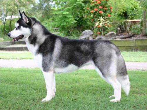 husky dog ​​breed pictures