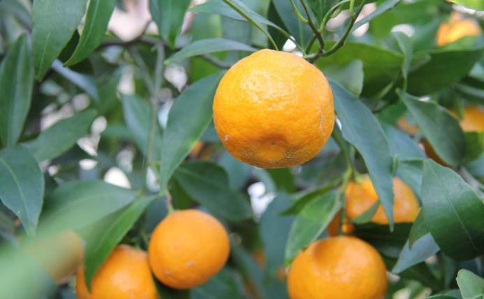 why mandarin is good for the body