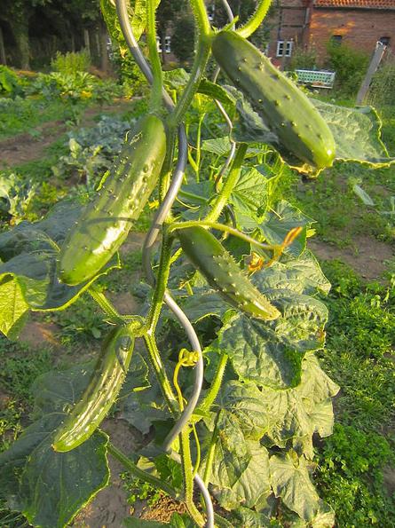 which cucumbers are best planted