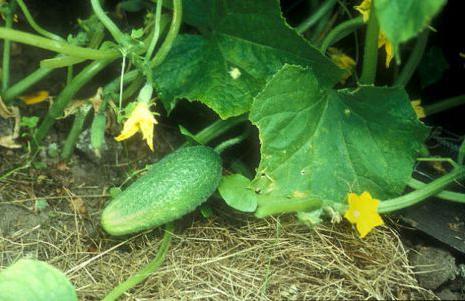 garden cucumbers