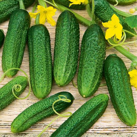 varieties of cucumbers for urals