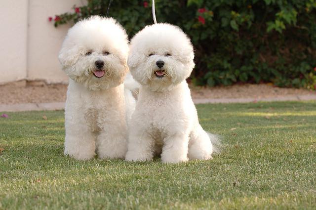 bolognese italian lap-dog