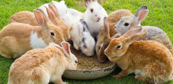 какую траву можно давать кроликам 