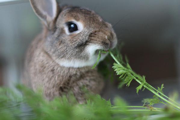 какой травой можно кормить кроликов 