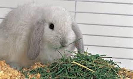 какую траву нельзя кроликам 
