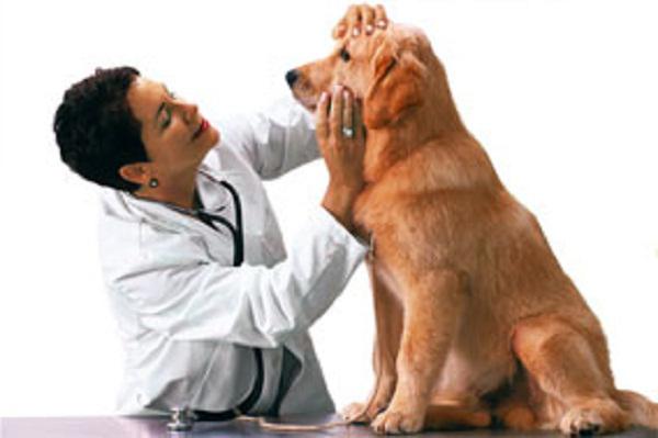 lactobifadol for dogs instruction